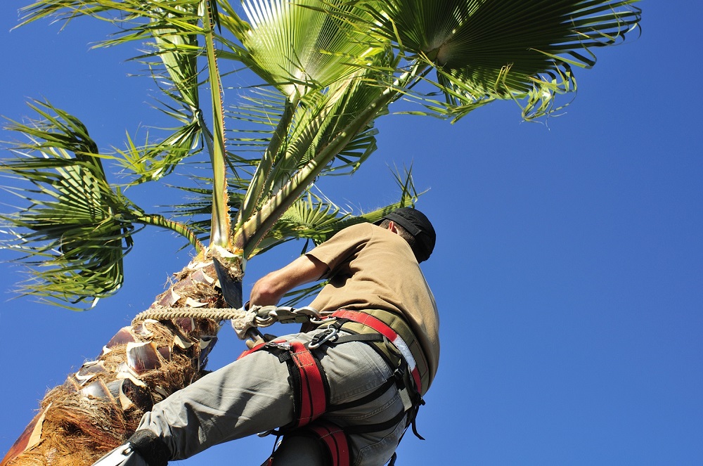 Tree Service Tree Service