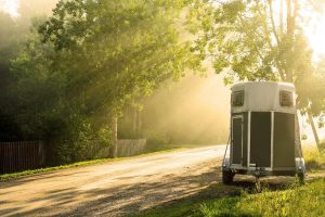 Professional Tree Service in Encinitas CA Professional Tree Service in Encinitas CA