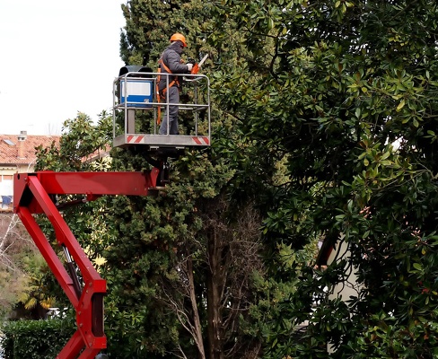 Reliable Tree Experts in Encinitas CA Reliable Tree Experts in Encinitas CA